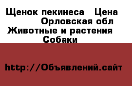 Щенок пекинеса › Цена ­ 2 000 - Орловская обл. Животные и растения » Собаки   